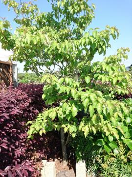 �G�N�X�e���A�H�[�������@�n�i�~�Y�L�@����-2