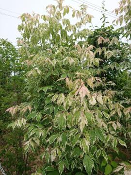 �G�N�X�e���A�H�[�������@�t���~���S�J�G�f