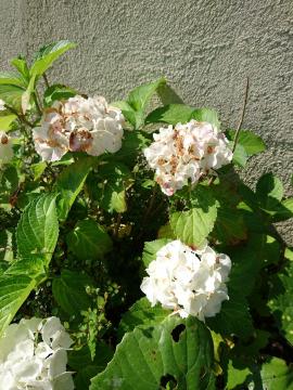 �G�N�X�e���A�H�[�������@�A�W�T�C