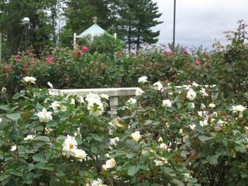 �H�o���̍炫�n��