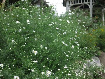 �V���N�W���N